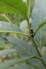 Oncopeltus varicolor varicolor