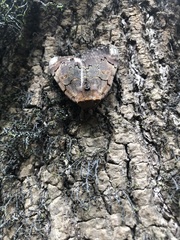 Catocala carissima