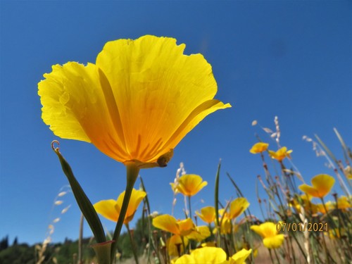 Eschscholzia californica