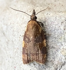 Cenopis diluticostana