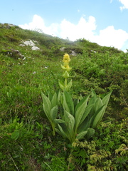 Gentiana lutea vardjanii