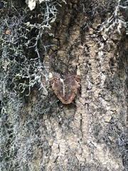 Catocala carissima