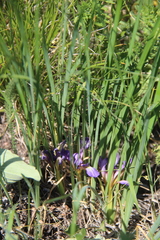 Iris pontica