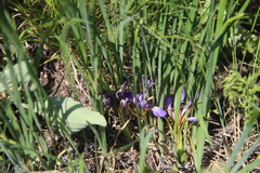 Iris pontica