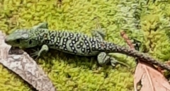 Timon lepidus ibericus