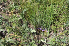 Iris pontica