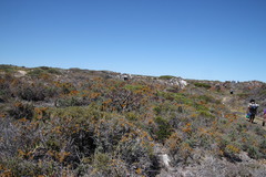 Dufourea flammea
