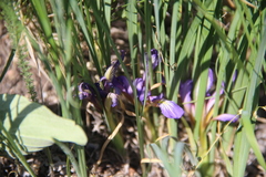 Iris pontica