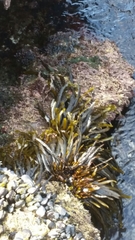 Stephanocystis