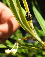 Cheilomenes sulphurea