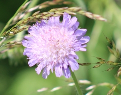 Knautia arvensis