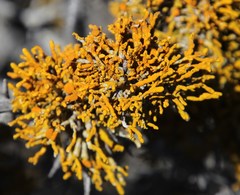 Dufourea flammea