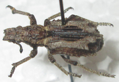 Microcerinae