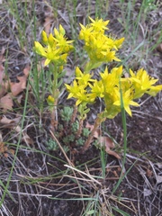 Sedum lanceolatum