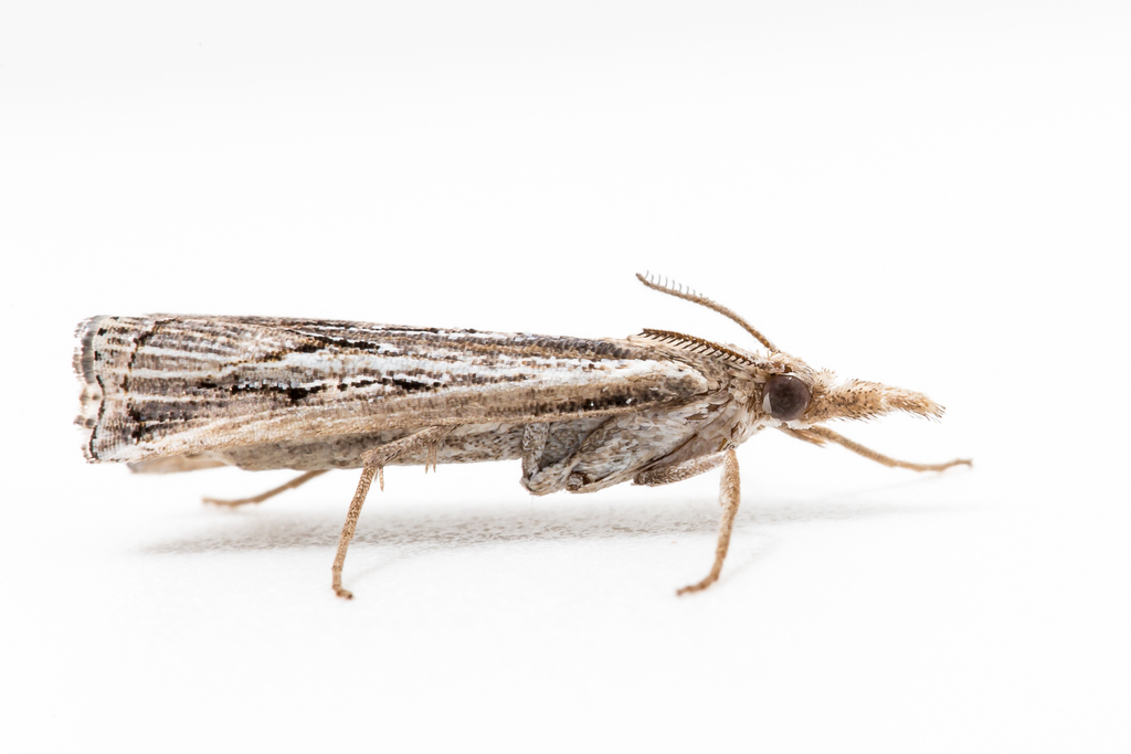 Thaumatopsis repandus