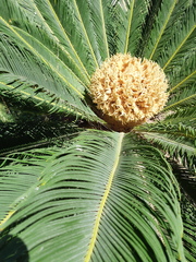 Cycas revoluta
