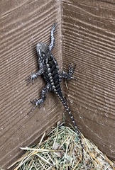Sceloporus olivaceus
