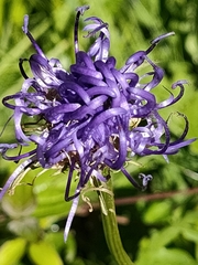 Phyteuma orbiculare
