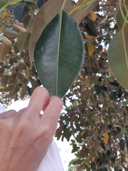 Ficus macrophylla