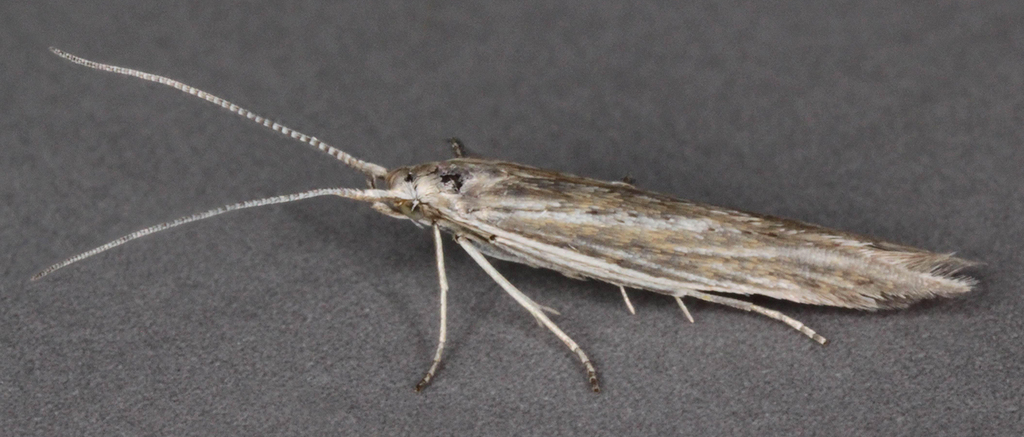 Coleophora virgaureae