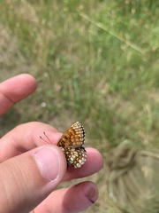 Melitaea britomartis