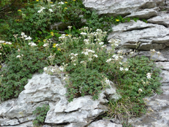 Potentilla alchimilloides
