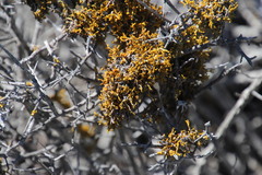 Dufourea flammea