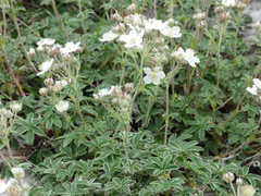 Potentilla alchimilloides