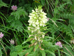 Pedicularis foliosa