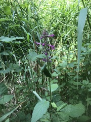 Stachys chamissonis cooleyae