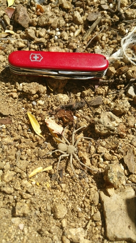 Photo of Six-eyed Sand Spider (Sicarius thomisoides)
