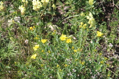 Linum mucronatum armenum