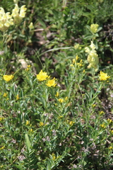 Linum mucronatum armenum
