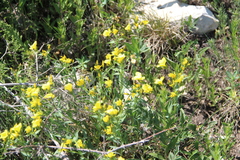 Linum mucronatum armenum