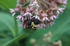 Bombus griseocollis