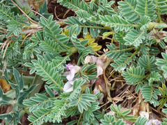 Astragalus sempervirens