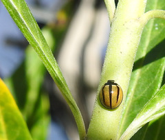 Cheilomenes propinqua