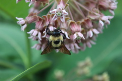 Bombus griseocollis