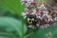 Bombus griseocollis