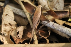 Eneoptera surinamensis