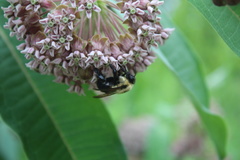 Bombus griseocollis
