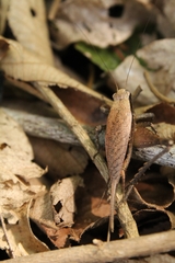 Eneoptera surinamensis