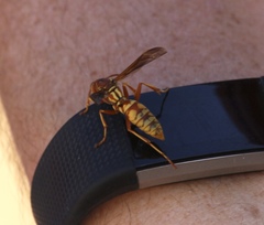 Polistes apachus texanus