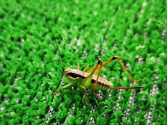 Pachytrachis gracilis