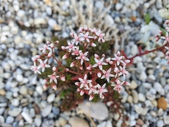Sedum album