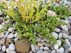 Sedum album
