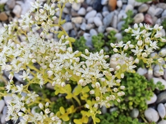 Sedum album