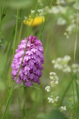 Anacamptis pyramidalis