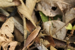 Eneoptera surinamensis