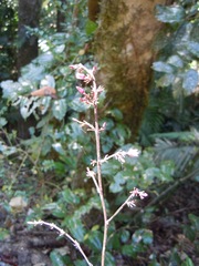Dianella atraxis